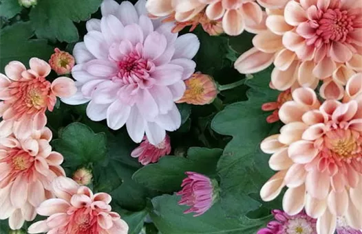 V001114435-Chrysantheme Autumn Melange.jpg