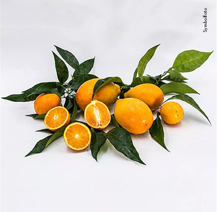 Blutorange 'Tarocco'