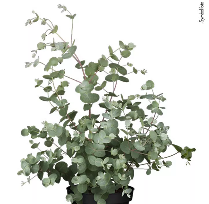 Echter Eukalyptus Busch