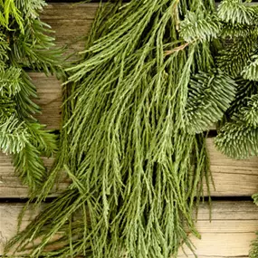 Handbund Sequoia