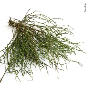 Heidelbeerzweige im Bund