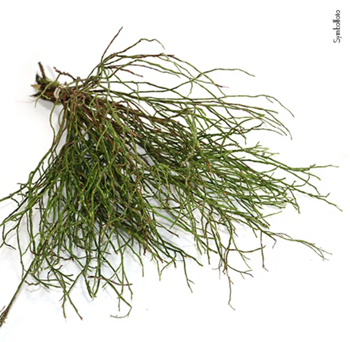 Heidelbeerzweige im Bund