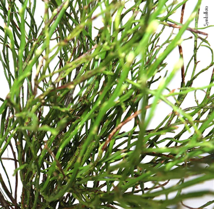 Heidelbeerzweige im Bund