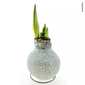 Hippeastrum Waxz Snow Line Weiß