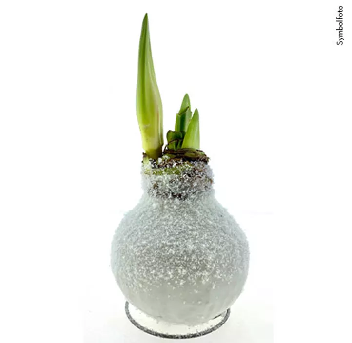 Gewachster Ritterstern