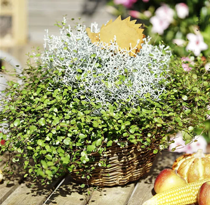 Herbstkombination Trio