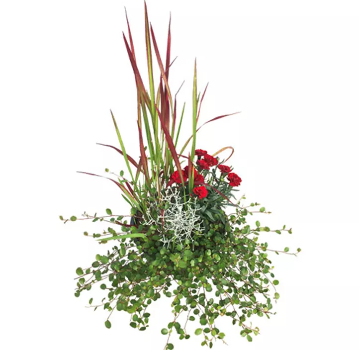 Herbstkombination Trio