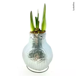 Hippeastrum Waxz Superior Line Silber