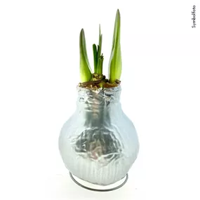 Hippeastrum Waxz Superior Line Silber