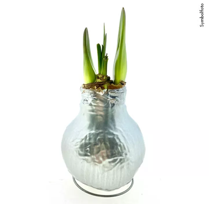 Gewachster Ritterstern