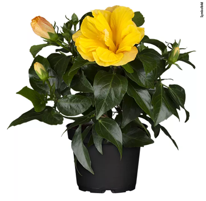 Chinesischer Roseneibisch