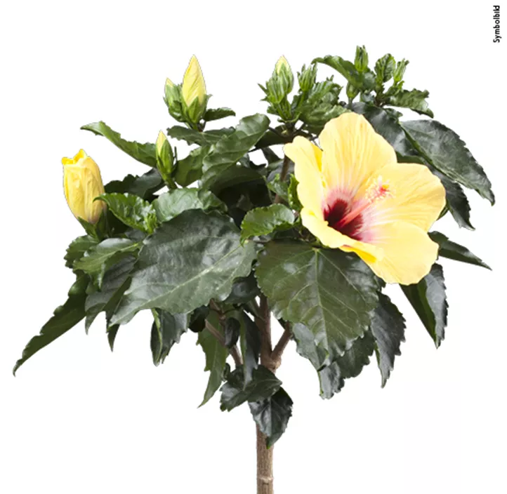 Chinesischer Roseneibisch