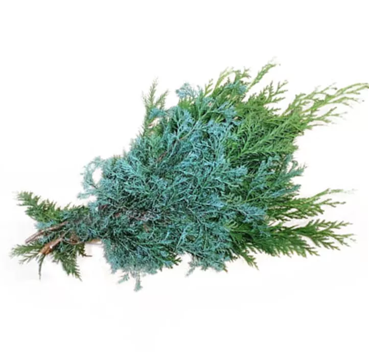 Koniferen Mix Spezial 3