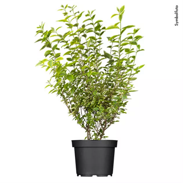 photinia-stämmchen little red robin Glanzmispel 'Little Red Robin' Hochstamm kaufen main image 0