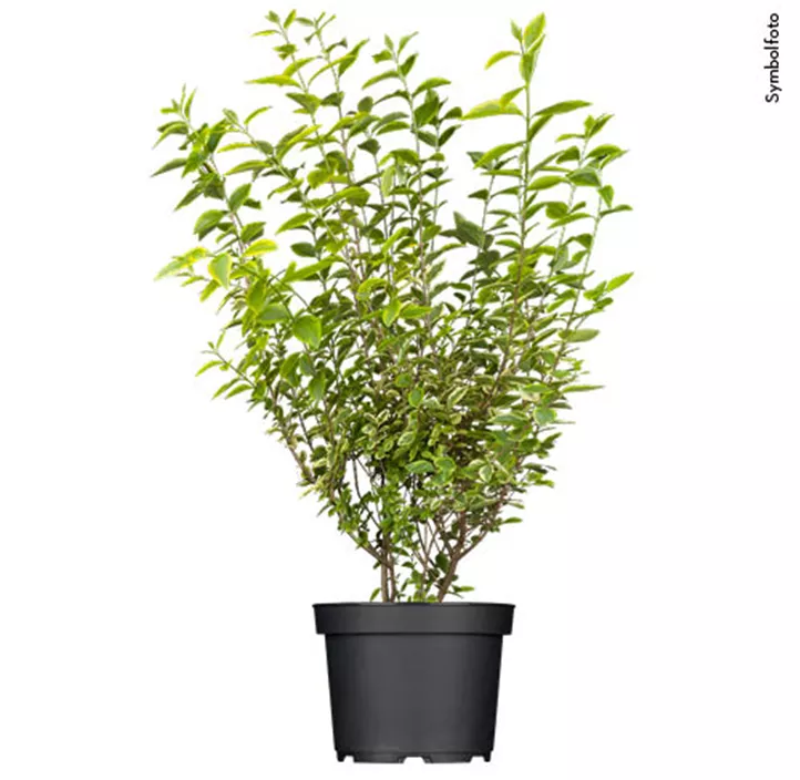 Ovalblättriger Liguster