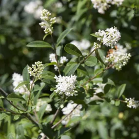 Ligustrum ovalifolium (Lieferartikel)