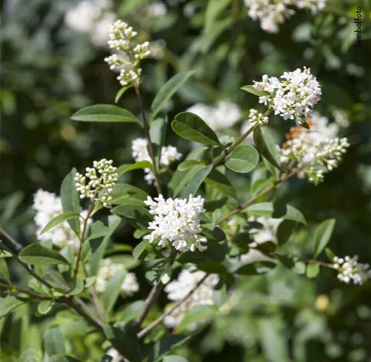 Ovalblättriger Liguster