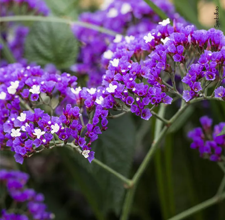 Breitblättriger Steppenschleier