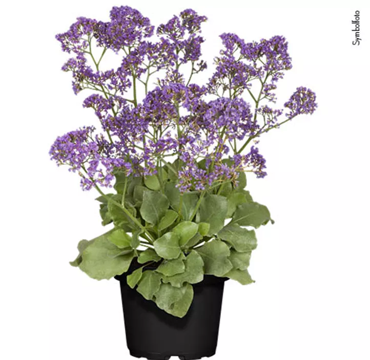 Breitblättriger Steppenschleier