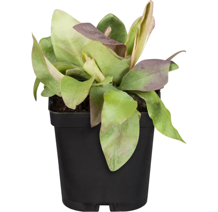 Breitblättriger Steppenschleier