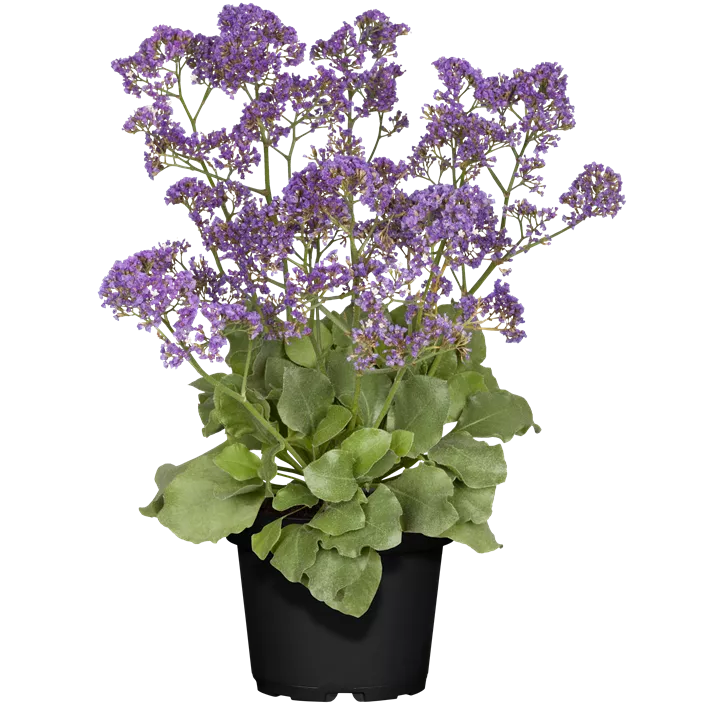 Breitblättriger Steppenschleier