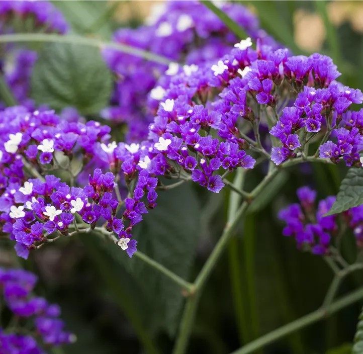 Breitblättriger Steppenschleier