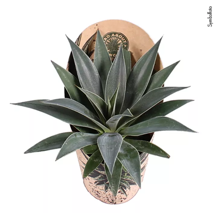 Mangave 'Lavender Lady'