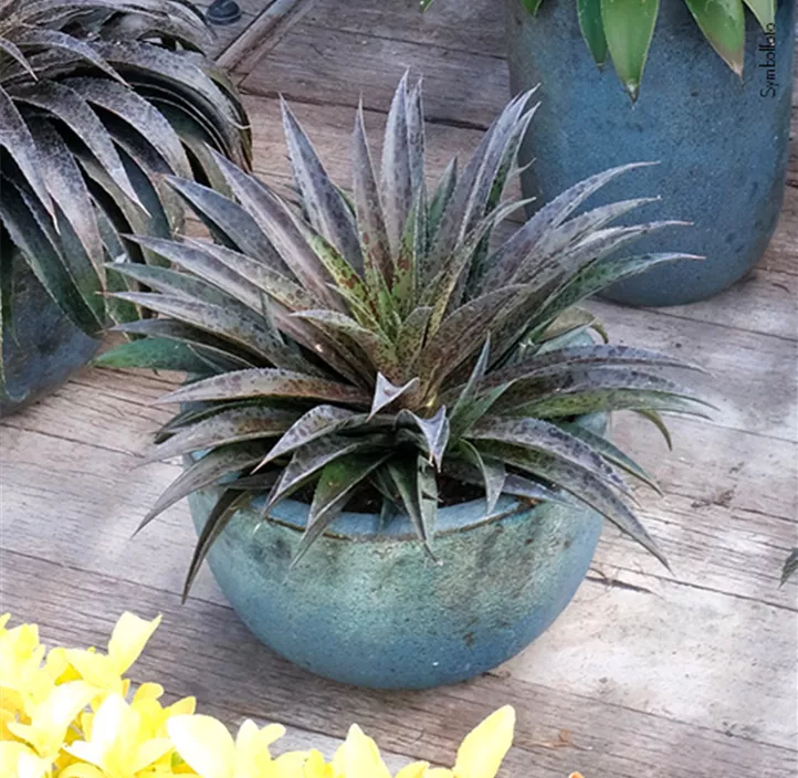 Mangave 'Lavender Lady'