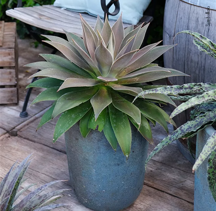 Mangave 'Lavender Lady'