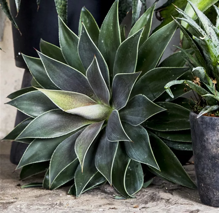 Mangave 'Lavender Lady'