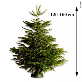 Nordmanntanne, 120-160 cm