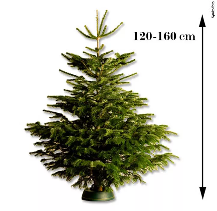 Nordmanntanne, 120-160 cm
