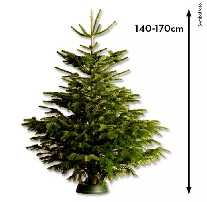 Nordmanntanne, 140-170 cm