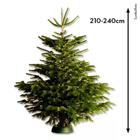 Nordmanntanne, 210-240 cm