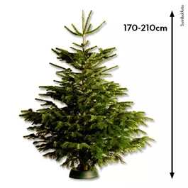 Nordmanntanne, 170-210 cm
