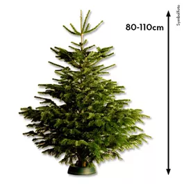 Nordmanntanne, 80-110 cm