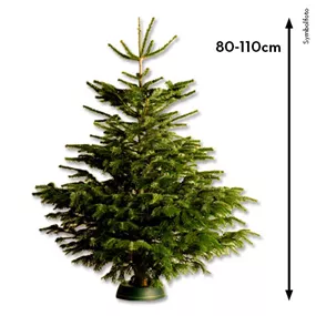 Nordmanntanne, 80-110 cm