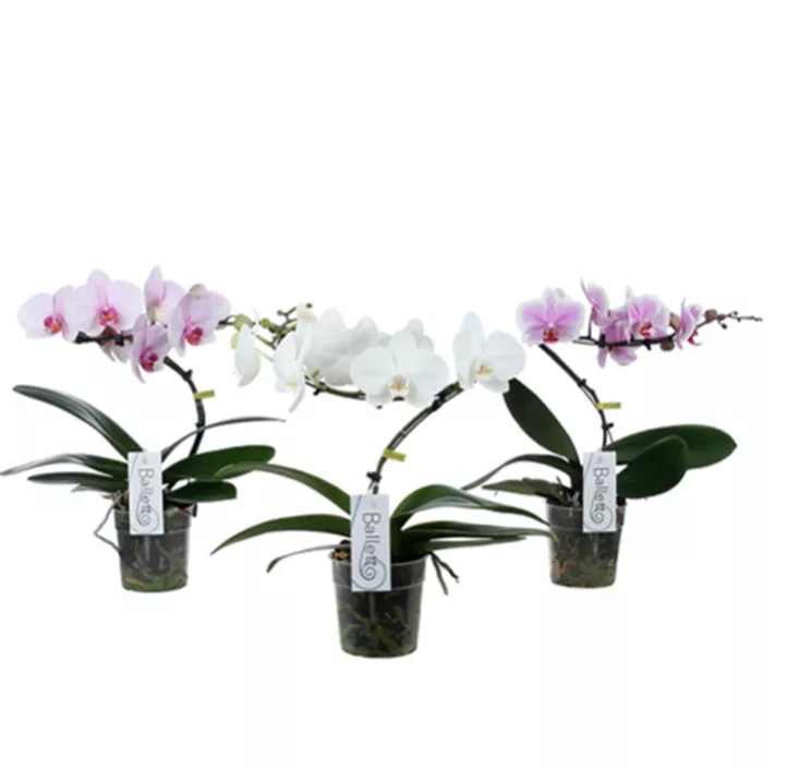 Phalaenopsis 'Balletto'