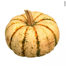 Speisekürbis Sam Bicolor/Pump Ke Mon