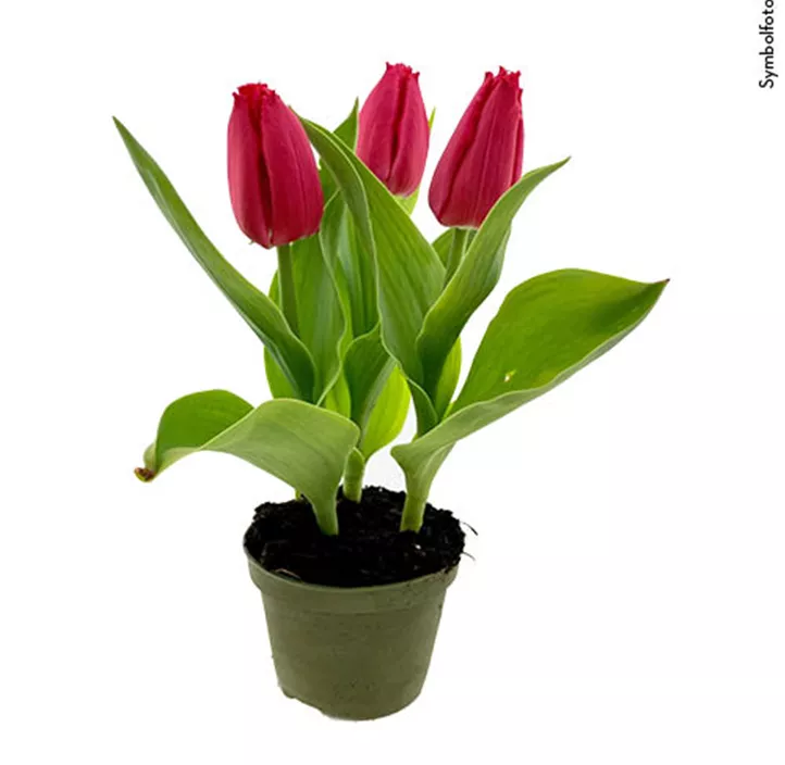 Tulpe