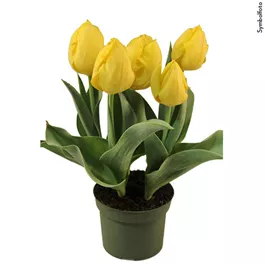 Tulipa Hybride Yellow Flair