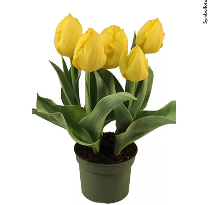 Tulpe 'Yellow Flair'