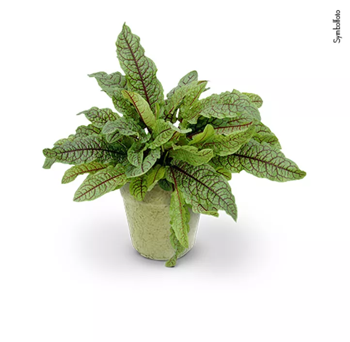 Wildkräuter kompostierbar