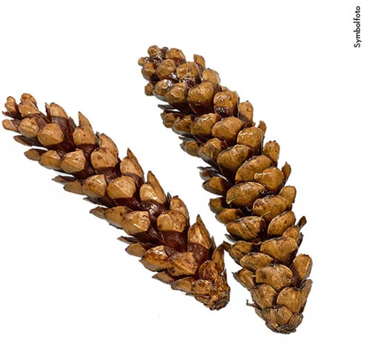 Zapfen Strobus Exc. lang