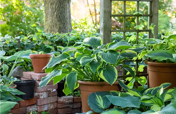 Gartenambiente mit Hosta