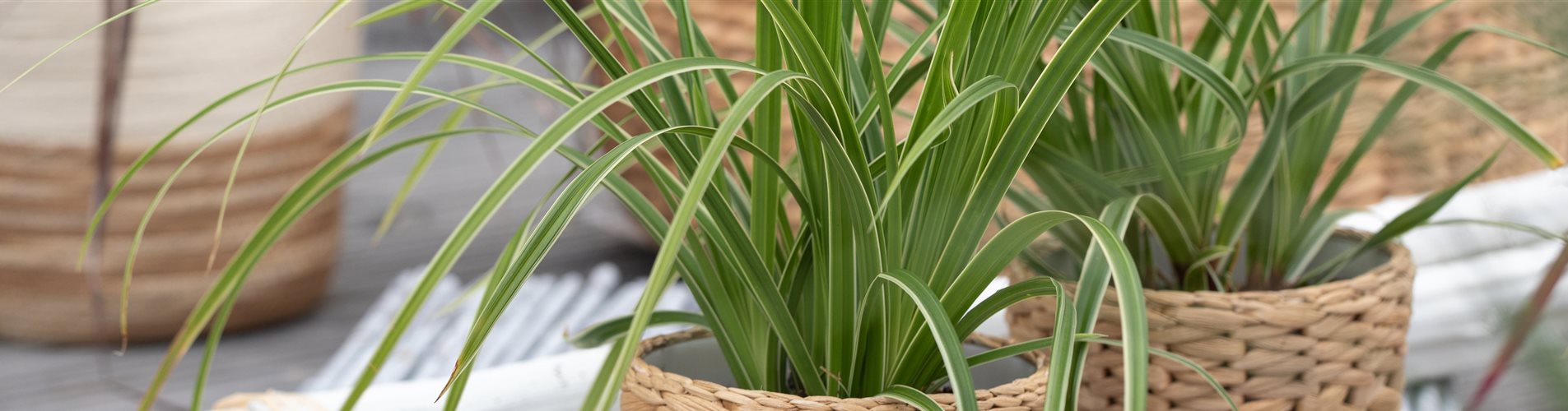 Carex morrowii ssp. foliosissima 'Icedance' Carex morrowii ssp. foliosissima 'Icedance'