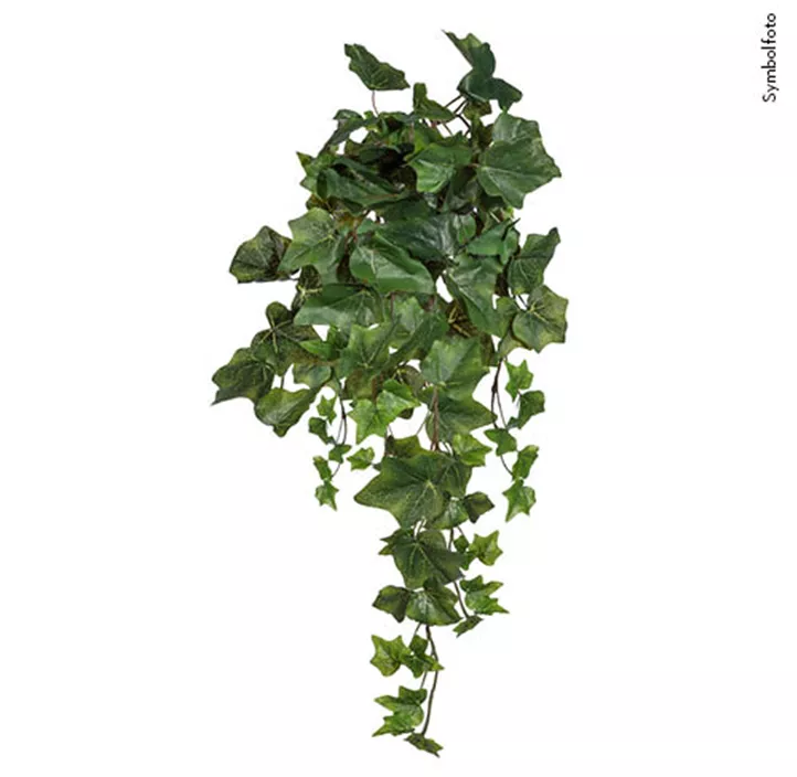 Englischer Efeuhänger (x9)