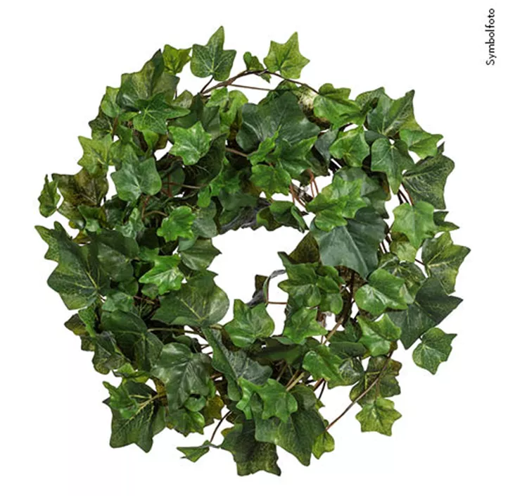 Englischer Efeukranz