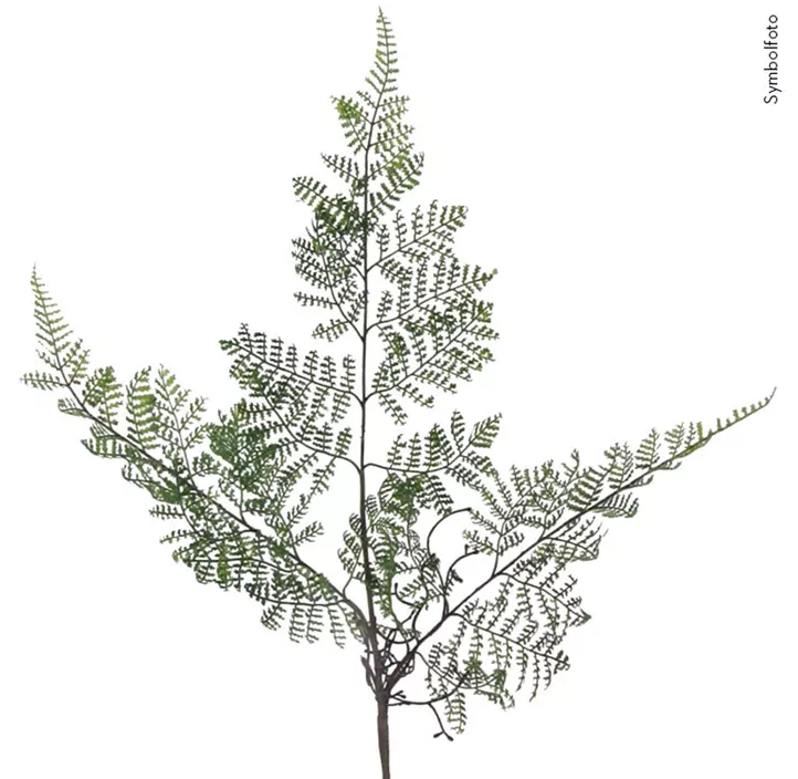 Farnzweig