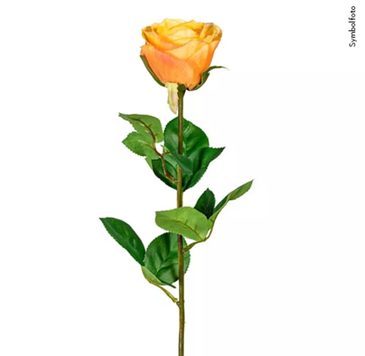 Gartenrose Langstiel